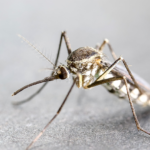 Mengenal Anopheles Sang Pembawa Petaka: Penyebar Malaria yang Mematikan