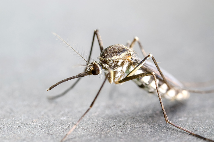 Mengenal Anopheles Sang Pembawa Petaka: Penyebar Malaria yang Mematikan